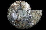 Gorgeous Split Ammonite Half - Agatized #94203-1